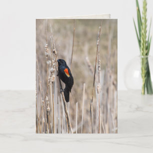 thinking of you-red winged blackbird on dry grass card