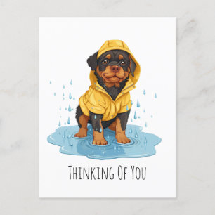 Thinking Of You Rottweiler Dog Wearing Raincoat Postcard