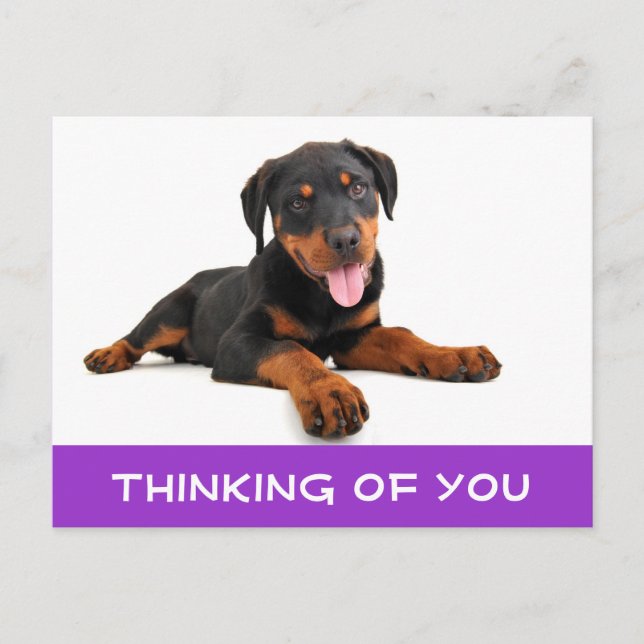 Thinking of You Rottweiler Puppy Dog Postcard (Front)