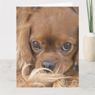 Thinking of You Ruby Cavalier King Charles Spaniel Card