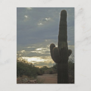 Thinking of You Saguaro Cactus Photo Peace Postcard
