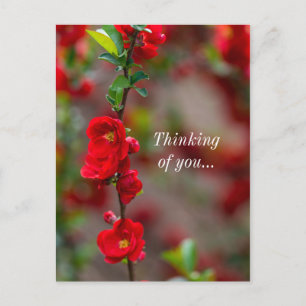 Thinking of You Scarlet Line Postcard