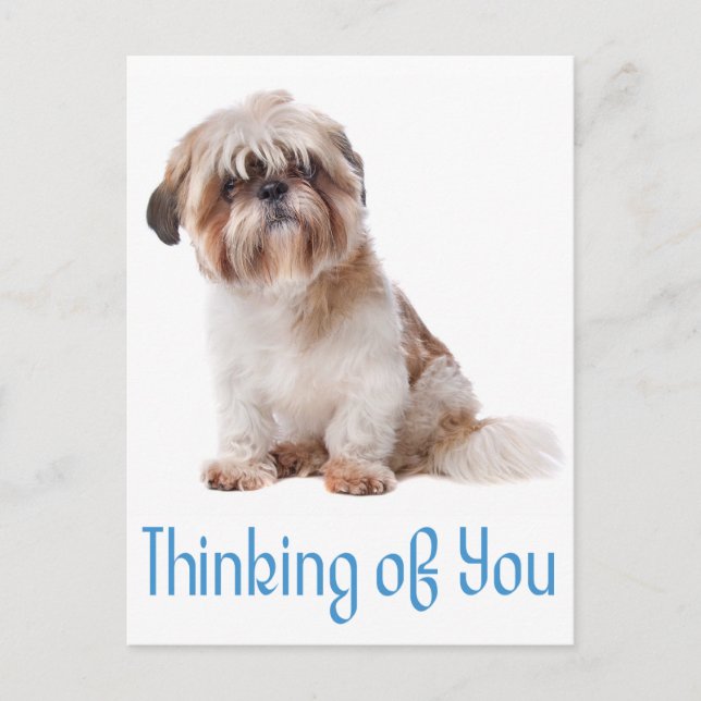 Thinking Of You Shih Tzu Puppy Dog Postcard (Front)