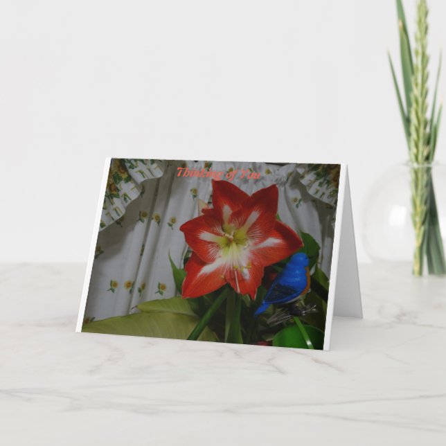 Thinking of You, Stargazer Amaryllis Card (Front)