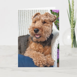 thinking of you-Welsh Terrier on wicker chair Card
