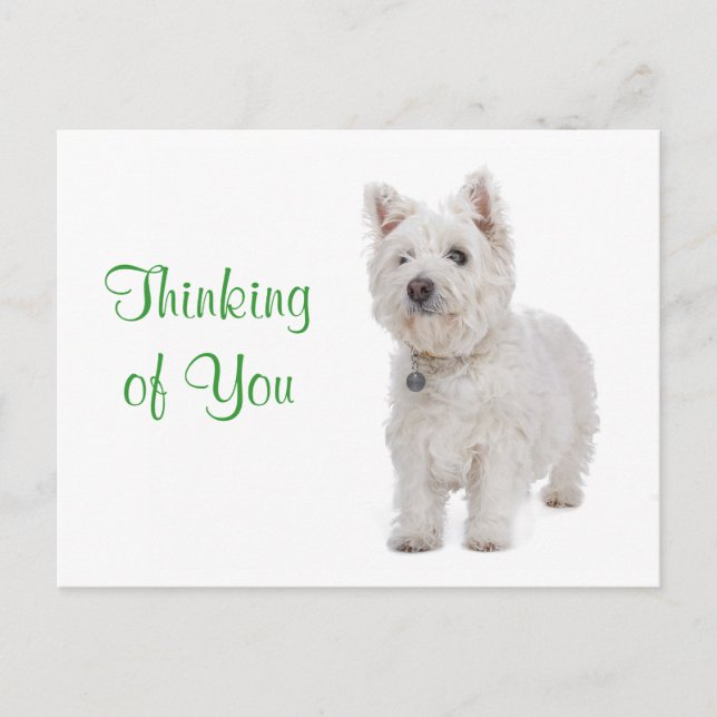 Thinking of You Westie Puppy Dog Greeting Postcard (Front)