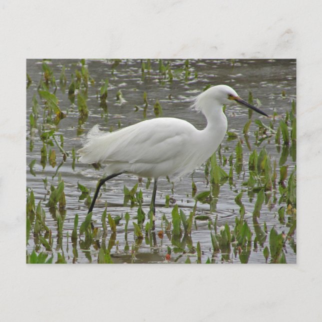 Thinking Of You White Egret Photo Encouragement Postcard (Front)