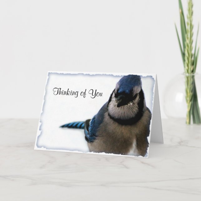 Thinking of You - Winter Blue Jay Series Card (Front)