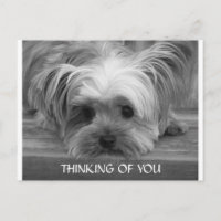 Thinking of You Yorkshire Terrier  Puppy  Postcard