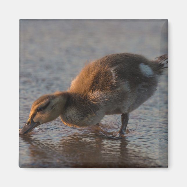 Thirsty Baby Magnet (Front)