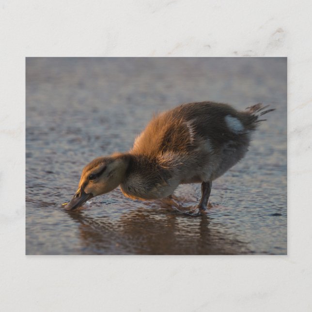 Thirsty Baby Postcard (Front)