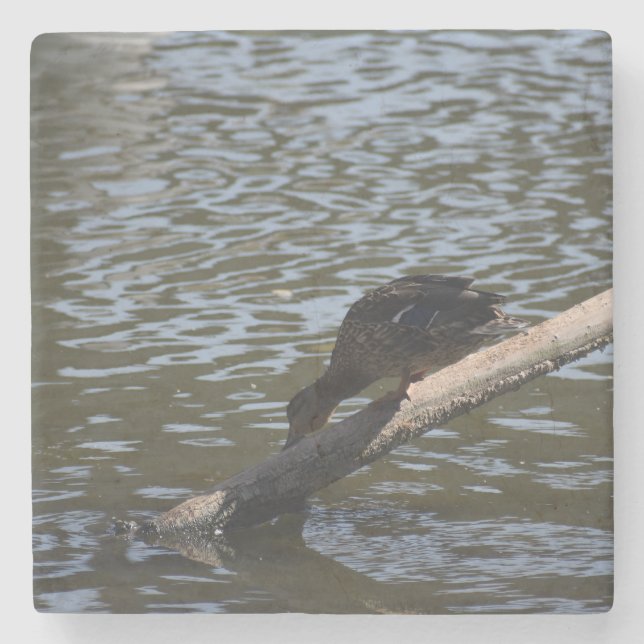 Thirsty Duck Stone Coaster (Front)