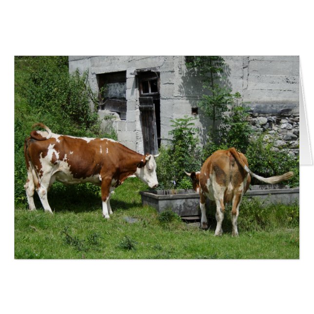 Thirsty Fleckvieh (Front Horizontal)