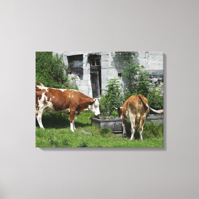 Thirsty Fleckvieh Canvas Print (Front)
