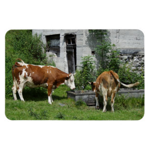 Thirsty Fleckvieh Magnet