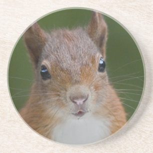 Thirsty Squirrel Coaster