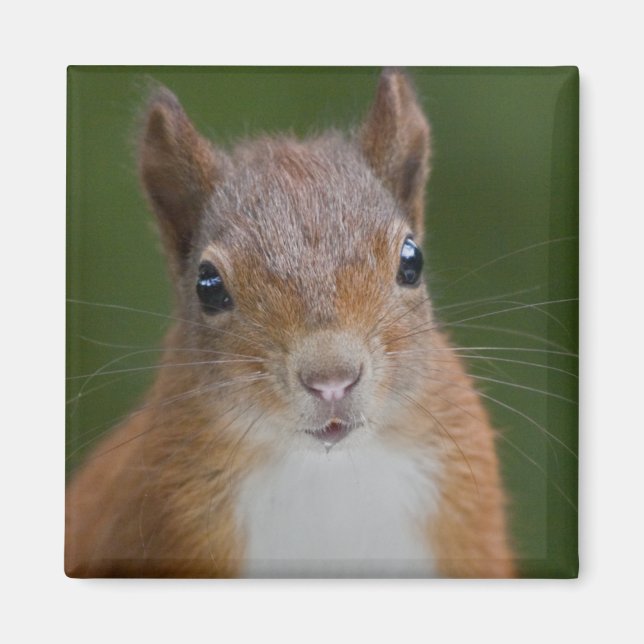 Thirsty Squirrel Magnet (Front)