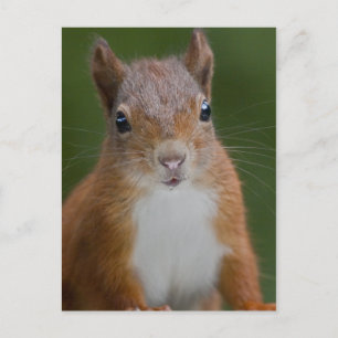 Thirsty Squirrel Postcard