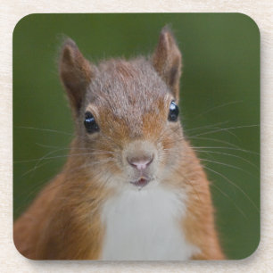 Thirsty Squirrel Set of 6 Coasters