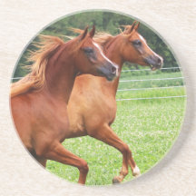 Thirsty Stone Coaster- 1  BOGO Colts