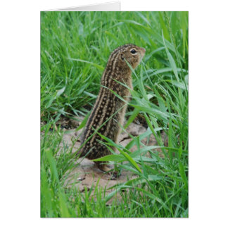 Thirteen-lined Ground Squirrel Card