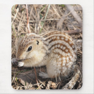 Thirteen Lined Ground squirrel Mouse Pad