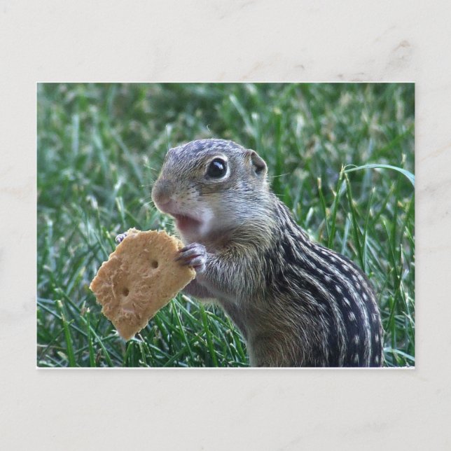 Thirteen-Lined Ground Squirrel Postcard (Front)
