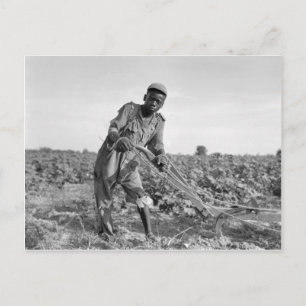 Thirteen-year old Plowing a Field in Georgia Postcard