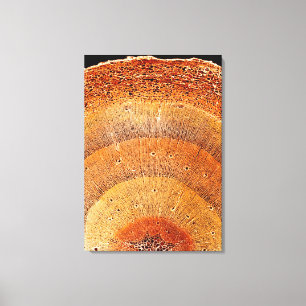 This cross section of pine wood shows the epidermi canvas print