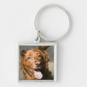 This dog is part golden retriever. keychain