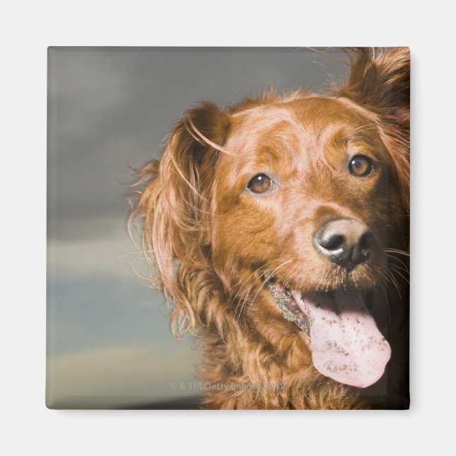 This dog is part golden retriever. magnet (Front)