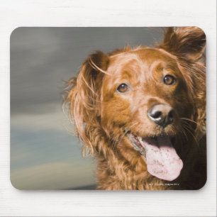 This dog is part golden retriever. mouse pad