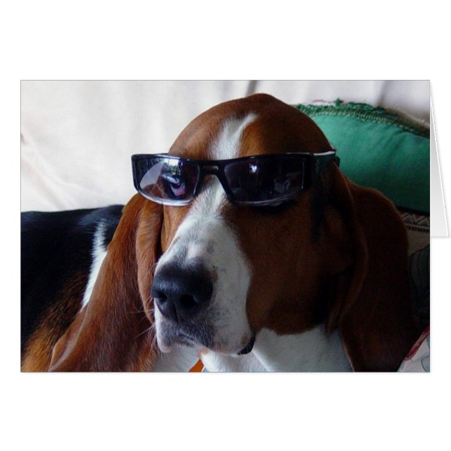 This hound dog is one kool kat (Front Horizontal)