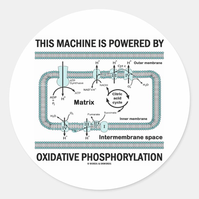 This Machine Powered By Oxidative Phosphorylation Classic Round Sticker (Front)