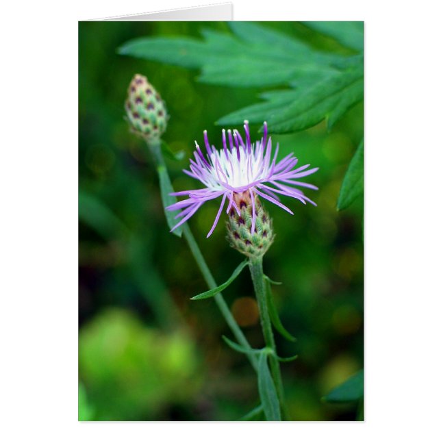Thistle (Front)