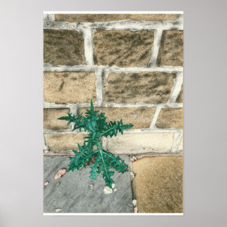 Thistle and chips poster