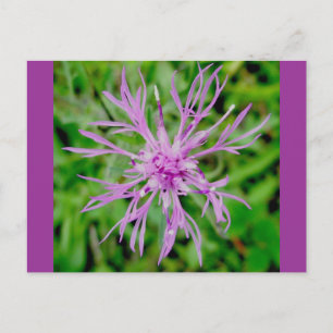 Thistle Blossom Postcard