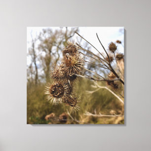 Thistle Canvas Print