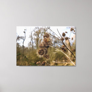 Thistle Canvas Print