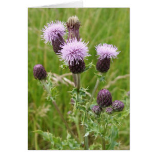 Thistle Card