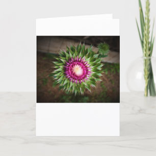 Thistle, card