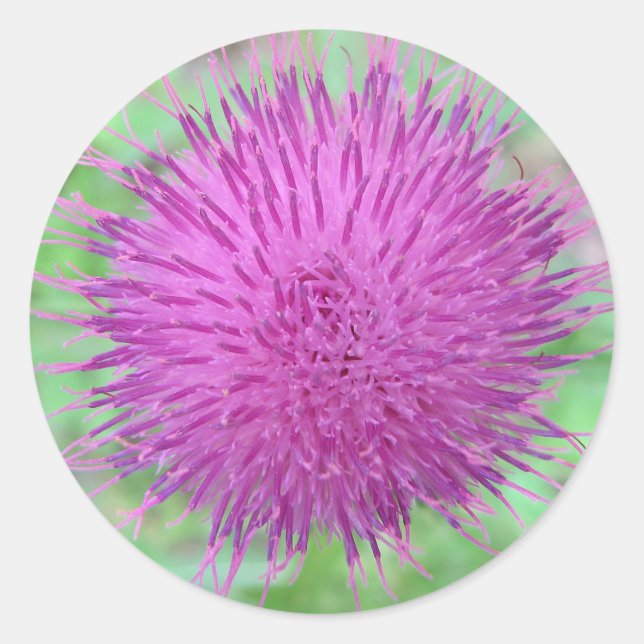 Thistle Flower Classic Round Sticker (Front)