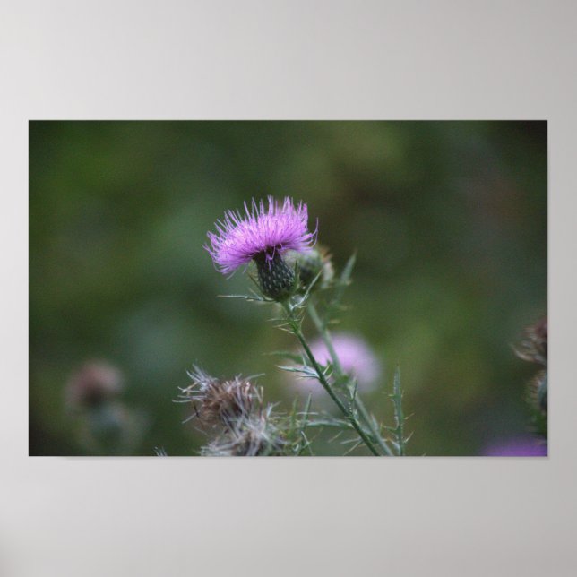 Thistle Flower Poster (Front)