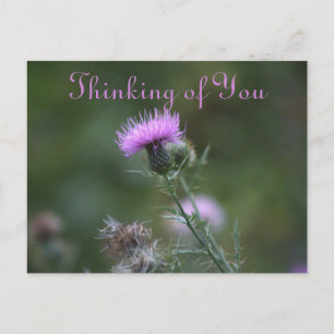 Thistle Flowers Thinking of You Postcard