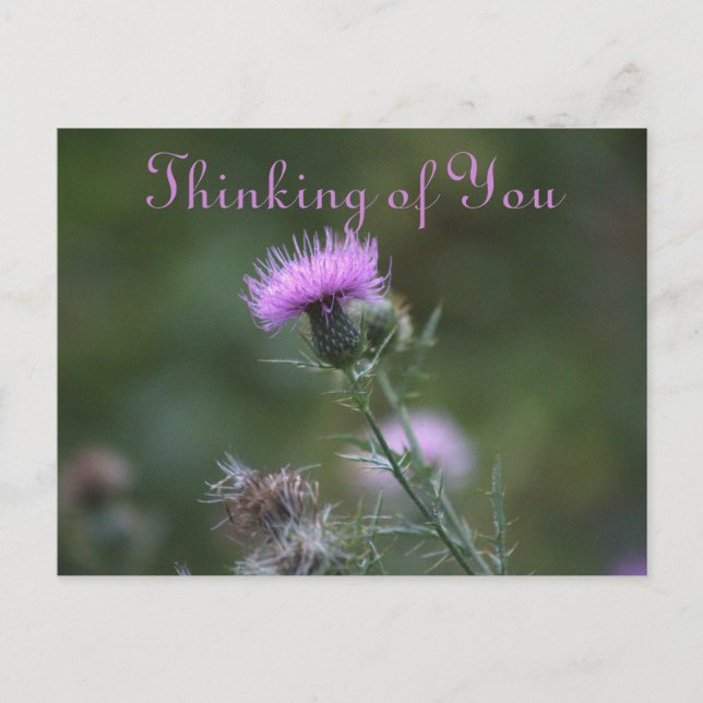 Thistle Flowers Thinking of You Postcard (Front)