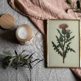 Thistle From Flowers and Ferns of America Poster