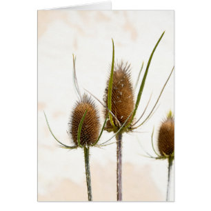 thistle heads on abstract