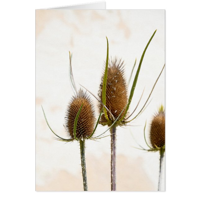 thistle heads on abstract (Front)