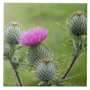 Thistle, national flower of Scotland Tile