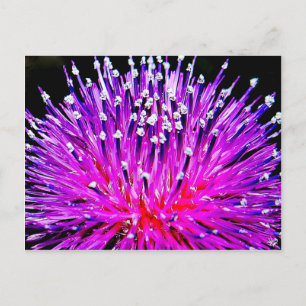 Thistle on the Back Roads of Texas Hill Country Postcard